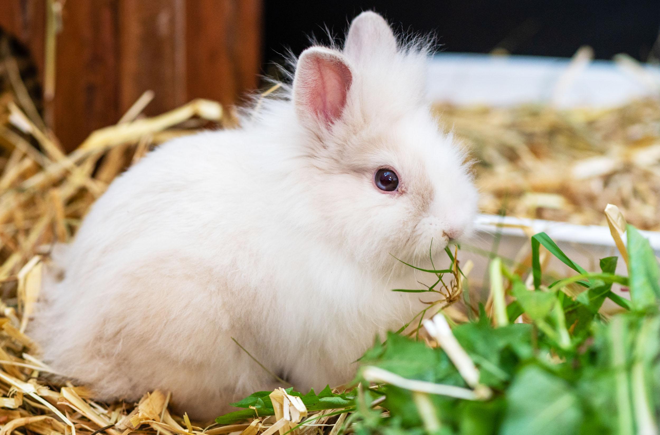 Проблеми з травленням у кролика