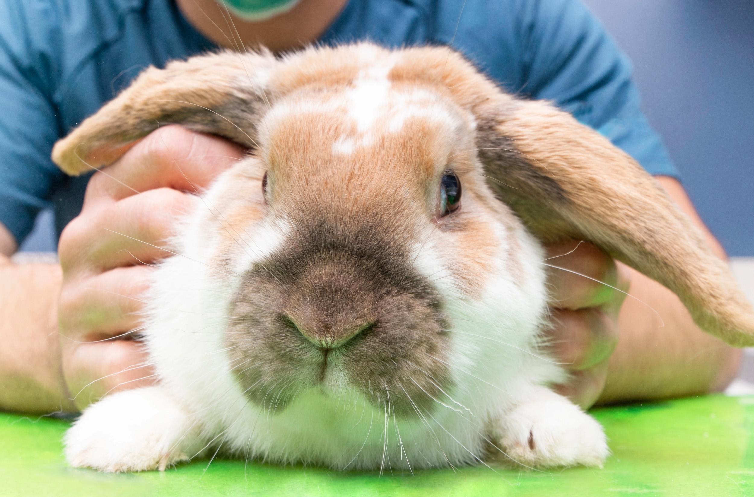 Кролик у ветеринара на прийомі Що таке ВГХ кроликів